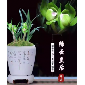 带花苞国兰春兰皇后【绿云】室内盆栽植物花卉多瓣兰草苗小草大花